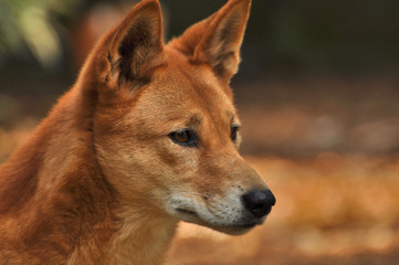 AUS-Dingo2