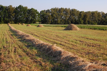 Swath of hay