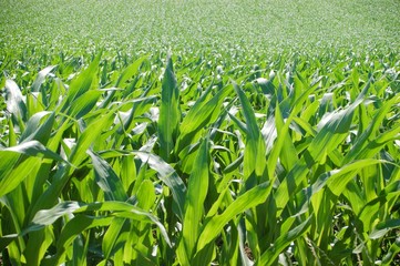 Maisfeld