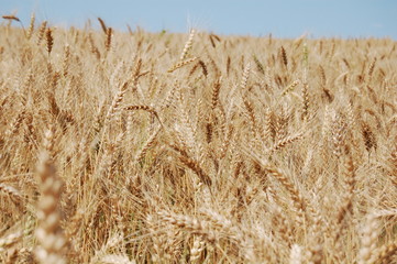 Fototapeta premium Пшеничное поле