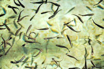 Naklejka premium School of fish at a hatchery – trout