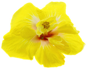 fleur hibiscus jaune, fond blanc