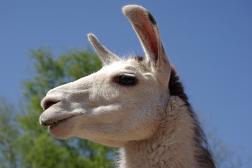 Obraz premium Alpaka - Kopf vor blauem Himmel