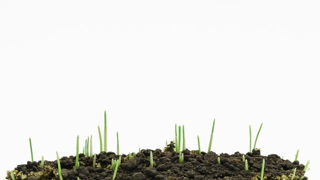 Accelerated growing of fresh new green grass