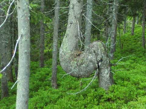 krummer Baum