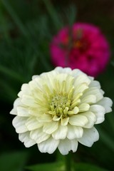 Zinnie (Zinnia violacea) - Blüten