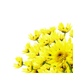 Chrysanthemum