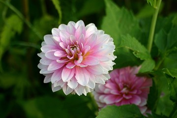 Dahlien (Dahlia) Blüte
