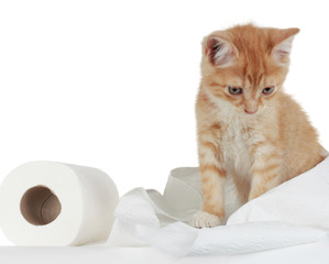 kitten and toilet paper