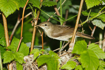 Blyth's Reed Warbler , Acrocephalus dumetorum