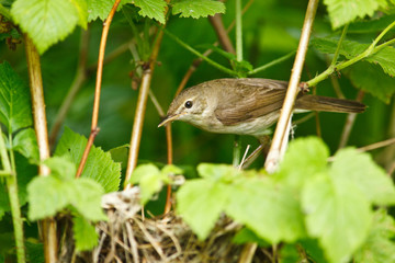 Blyth's Reed Warbler , Acrocephalus dumetorum