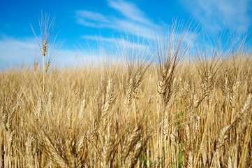 Closeup of a field of golden ripe wheat