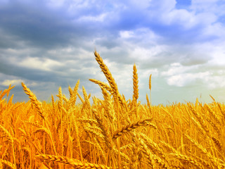 Fototapeta premium Wheat field against a blue sky