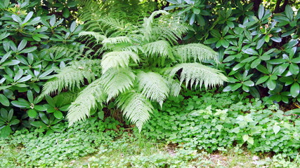 Naklejka premium Königs Farn (Osmunda regalis)