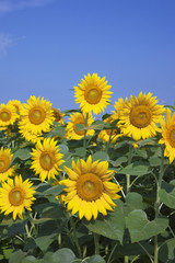 Obraz premium 縦位置のヒマワリ畑