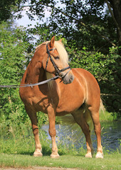 Haflinger