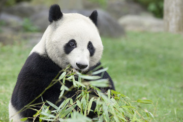 Obraz na płótnie Canvas Panda jeść