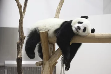 Fotobehang Panda Rustende panda