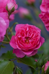 magenta garden rose