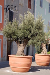 Fototapeta na wymiar Drzewa oliwne w mieście