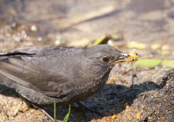 blackbird