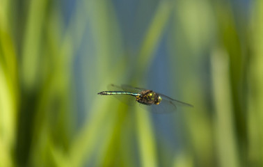 dragonfly