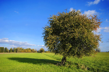 Fototapeta na wymiar pear tree on field