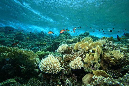 Fototapeta Coral reef