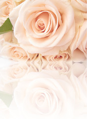 Fototapeta na wymiar Beautiful soft,creamy rose with reflection on background