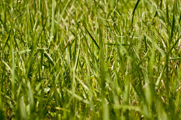 green grass shallow dof
