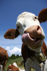 Mucca con lingua
