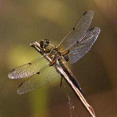 dragonfly