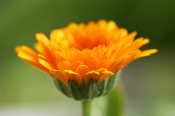 gelbe calendulablüte