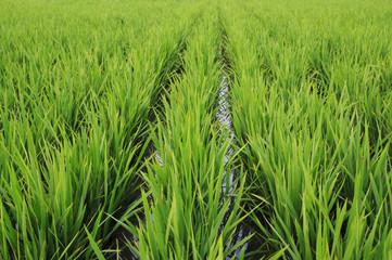 Rice paddy