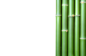 bamboo background