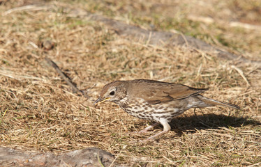 thrush