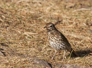 thrush