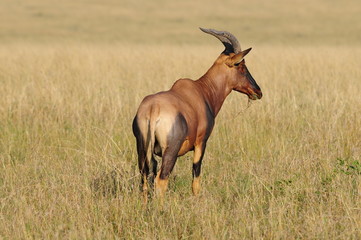 Topi (Damaliscus korrigum) at Masai Mara, Kenya