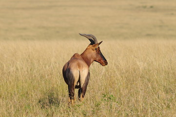 Topi (Damaliscus korrigum) at Masai Mara, Kenya