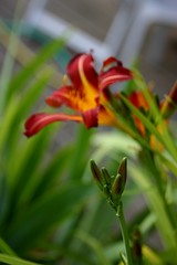 Taglilien (hemerocallis) Blüte