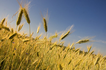 Obraz premium golden wheat in the blue sky background