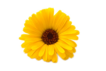 Blüte der Ringelblume (Calendula officinalis)