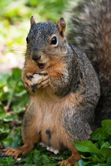 Fox Squirrel Eating A Peanut