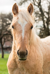 Obraz premium Young horse