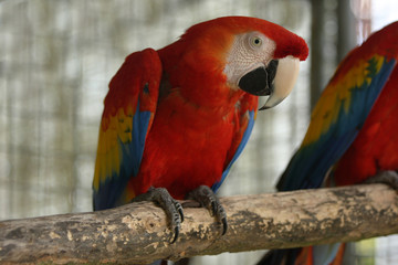 Scarlet Macaw parrot on branch