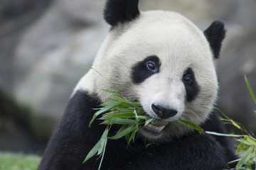 食事をするパンダ