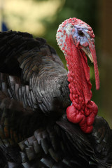 Head of male turkey