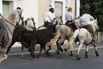 abrivado Chevaux et taurreaux