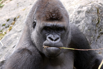 Gorilla (Männchen)