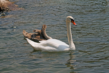 Swan